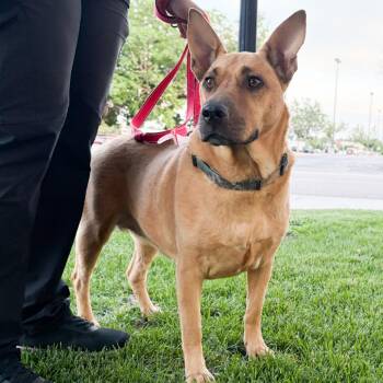 995 (2026) Maya -  German Shepherd Dog and Mixed Breed Dog for Adoption in Parker, Colorado - 995 (2026) Maya | PetCurious