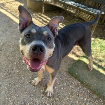 Pit Bull Terrier Dogs Available for Adoption - Hera | PetCurious