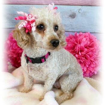 Miniature Poodle Dogs Available for Adoption - Granola | PetCurious