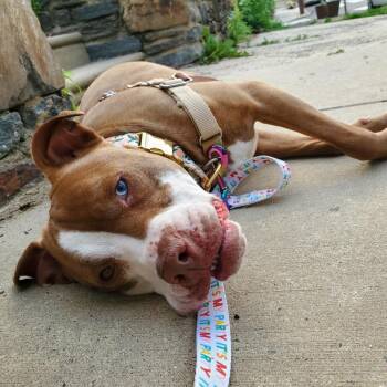 Rescue Pit Bull Terrier Dogs for Adoption in Medford Lakes, New Jersey - Brigney | PetCurious