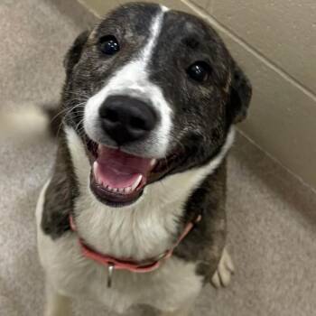 Shepherd Dogs Available for Adoption - Artemis | PetCurious