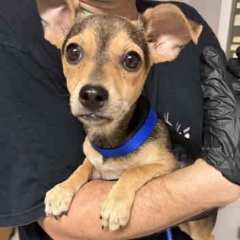Miley -  Mixed Breed Dog for Adoption in Lufkin, Texas - Miley | PetCurious
