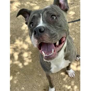 Lucille - ECAS -  Pit Bull Terrier and Mixed Breed Dog for Adoption in Pleasanton, California - Lucille - ECAS | PetCurious