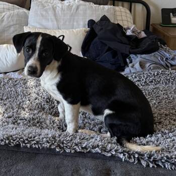Gema -  Dachshund and Basset Hound Dog for Adoption in San Diego, California - Gema | PetCurious