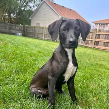 Chloe -  Hound and Mixed Breed Dog for Adoption in Shorewood, Illinois - Chloe | PetCurious