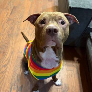 Rescue Mixed Breed Dogs for Adoption in Savannah, Georgia - Hammy Hambone | PetCurious