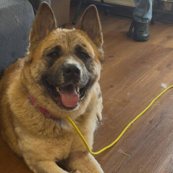Rescue Akita Dogs for Adoption - Destiny | PetCurious