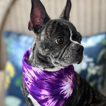 Sadie -  Boston Terrier and Pug Dog for Adoption in Boerne, Texas - Sadie | PetCurious