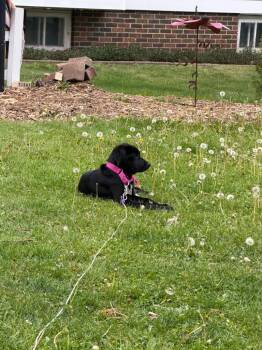 Dalia -  Mixed Breed Dog for Adoption in Taycheedah, Wisconsin - Dalia | PetCurious