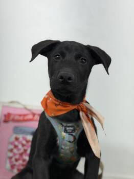 Julius-One of our Amazing Rescue Dogs -  Black Labrador Retriever and Whippet Dog for Adoption in Carlsbad, California - Julius-One Of Our Amazing Rescue Dogs | PetCurious