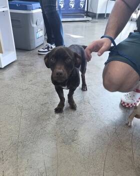 Rescue Mixed Breed Dogs for Adoption in Fort Worth, Texas - Whiskey | PetCurious