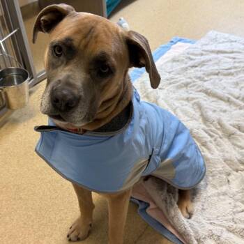 Murphy -  Cane Corso and Mixed Breed Dog for Adoption in Naperville, Illinois - Murphy | PetCurious