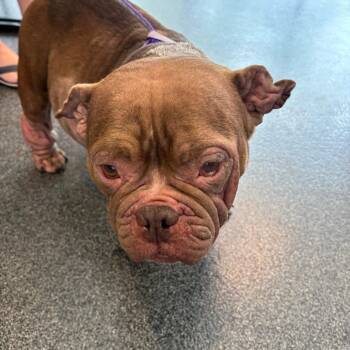 Pippa -  Mixed Breed Dog for Adoption in Allentown, Pennsylvania - Pippa | PetCurious