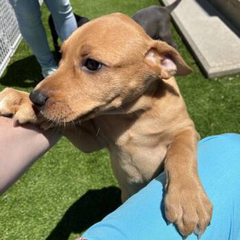 Blair -  Mixed Breed Dog for Adoption in Bedford, New Hampshire - Blair | PetCurious