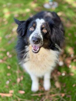 LIGHTENING -  Australian Shepherd and Mixed Breed Dog for Adoption in Fort Walton Beach, Florida - LIGHTENING | PetCurious