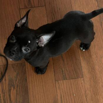 Nyx -  French Bulldog and American Bulldog Dog for Adoption in New Orleans, Louisiana - Nyx | PetCurious