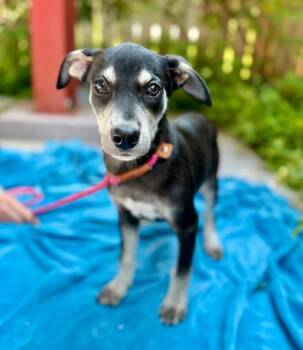 Brandti -  Mixed Breed Dog for Adoption in Ellijay, Georgia - Brandti | PetCurious