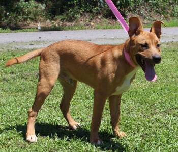 Benji 43639 -  Labrador Retriever Dog for Adoption in Prattville, Alabama - Benji 43639 | PetCurious