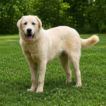 Duke L. -  Great Pyrenees Dog for Adoption in Roswell, Georgia - Duke L. | PetCurious