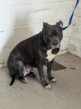 Pit Bull Terrier Dogs Available for Adoption in San Bernardino, California - SHASTA | PetCurious
