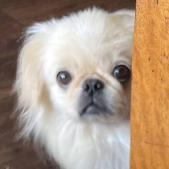 Buster Miller -  Pekingese Dog for Adoption in Plano, Texas - Buster Miller | PetCurious
