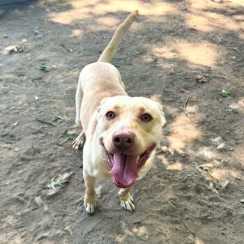Harlan -  Mixed Breed and Labrador Retriever Dog for Adoption in Brookhaven, New York - Harlan | PetCurious