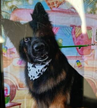 Steve -  German Shepherd Dog Dog for Adoption in Greenfield, Indiana - Steve | PetCurious