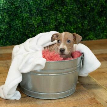 Soraya -  Pit Bull Terrier Dog for Adoption in East St. Louis, Illinois - Soraya | PetCurious