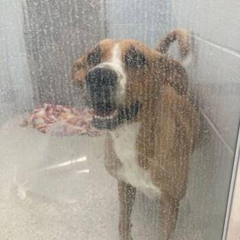 Canela -  Labrador Retriever and Mixed Breed Dog for Adoption in Lake Havasu City, Arizona - Canela | PetCurious
