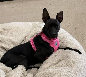 Manchester Terrier Dogs Available for Adoption in Mundelein, Illinois - Sassy | PetCurious