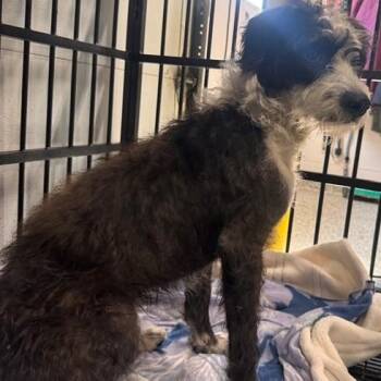Larry -  Poodle Dog for Adoption in Allegan, Michigan - Larry | PetCurious