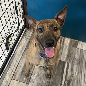 Vivi -  Feist and German Shepherd Dog Dog for Adoption in West Des Moines, Iowa - Vivi | PetCurious