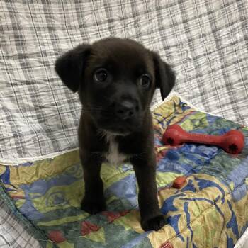 Wybie -  Black Labrador Retriever and Mixed Breed Dog for Adoption in Jacksboro, Tennessee - Wybie | PetCurious