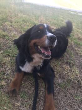Indie is available for adoption -  Bernese Mountain Dog Dog for Adoption in Tustin, California - Indie Is Available For Adoption | PetCurious