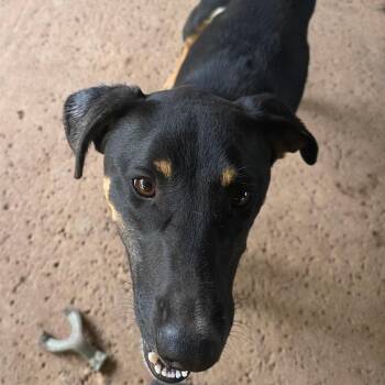 Hope -  Doberman Pinscher and Black Labrador Retriever Dog for Adoption in Seal Beach, California - Hope | PetCurious