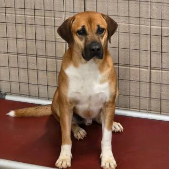 Tiger 8210 -  Labrador Retriever and Beagle Dog for Adoption in Loxahatchee Groves, Florida - Tiger 8210 | PetCurious