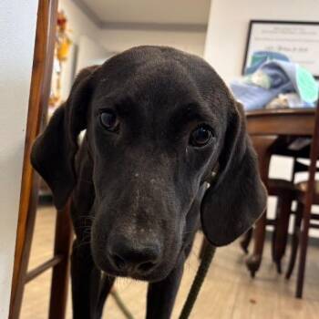 Stu -  Mixed Breed Dog for Adoption in New York, New York - Stu | PetCurious