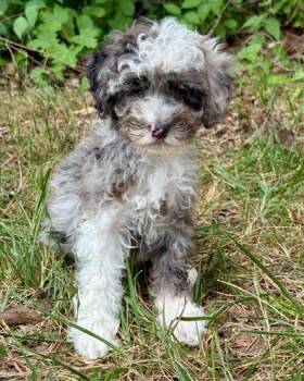 Bindi -  Cavalier King Charles Spaniel and Poodle Dog for Adoption in Malvern, Pennsylvania - Bindi | PetCurious