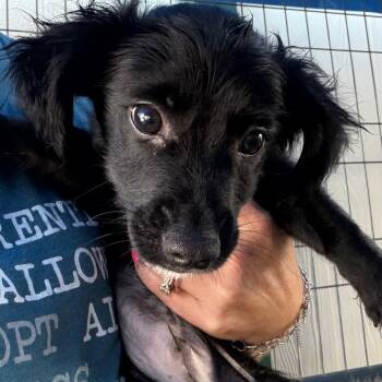 Ward -  Mixed Breed Dog for Adoption in Lake Jackson, Texas - Ward | PetCurious
