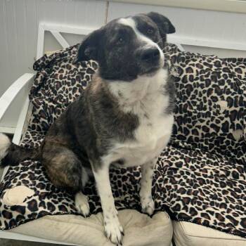Molly -  Husky Dog for Adoption in Butler, Kentucky - Molly | PetCurious
