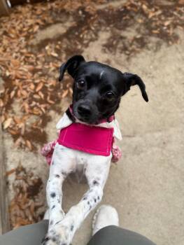 Cricket (Deja) -  Chihuahua Dog for Adoption in Statesboro, Georgia - Cricket (Deja) | PetCurious