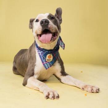 BARBADOS -  Pit Bull Terrier and Mixed Breed Dog for Adoption in Atlanta, Georgia - BARBADOS | PetCurious