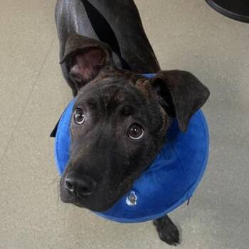 Patterson -  Mixed Breed Dog for Adoption in Merriam, Kansas - Patterson | PetCurious