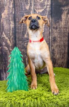 770-26 -  Shepherd Dog for Adoption in Brighton, Colorado - 770-26 | PetCurious
