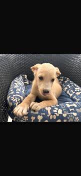 Paulo -  Jindo and Mixed Breed Dog for Adoption in Virginia Beach, Virginia - Paulo | PetCurious