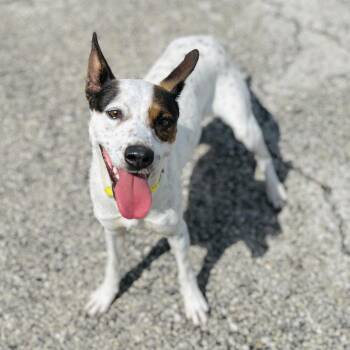 Terrier Dogs Available for Adoption in Seguin, Texas - Lilly | PetCurious