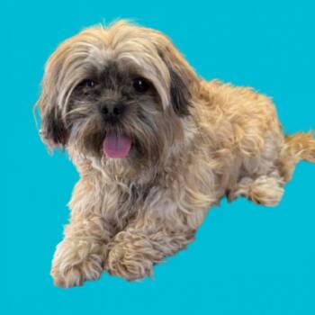 Shih Tzu Dogs Available for Adoption in Tuscaloosa, Alabama - Kobi | PetCurious