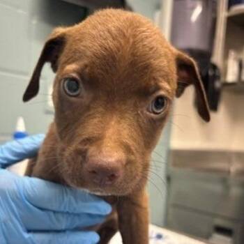Nutty Buddy -  Mixed Breed Dog for Adoption in Kansas City, Missouri - Nutty Buddy | PetCurious
