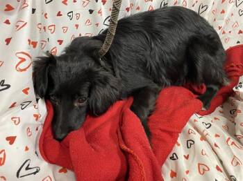 Chihuahua and Mixed Breed Dogs Available for Adoption - A606947 | PetCurious