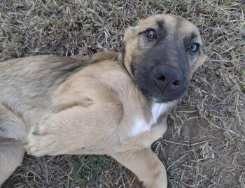 GINGER -  Dachshund and Labrador Retriever Dog for Adoption - GINGER | PetCurious